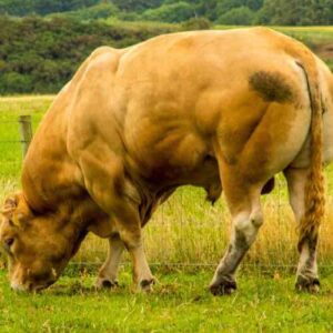 Belgium Blue Bull Myostatin